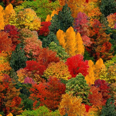 arbres bosc de tardor 40080150437443